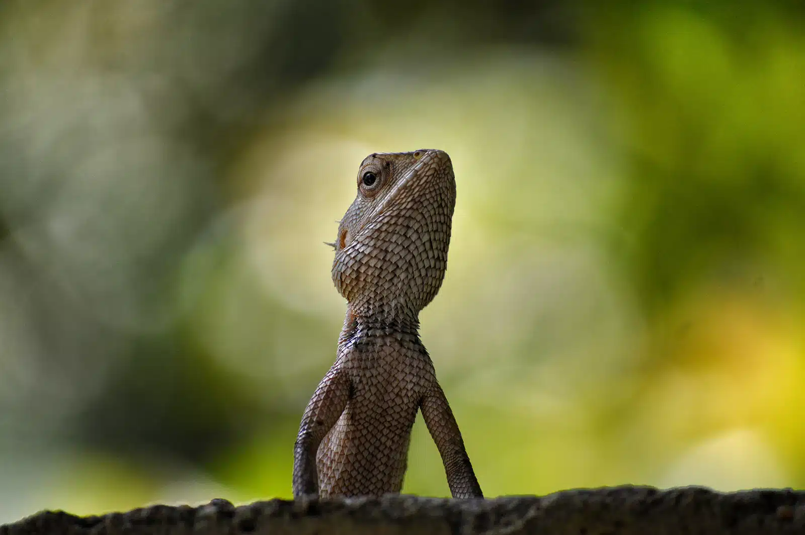 Here Be Dragons Analysis Reveals New Species In Smaug Lizard Group